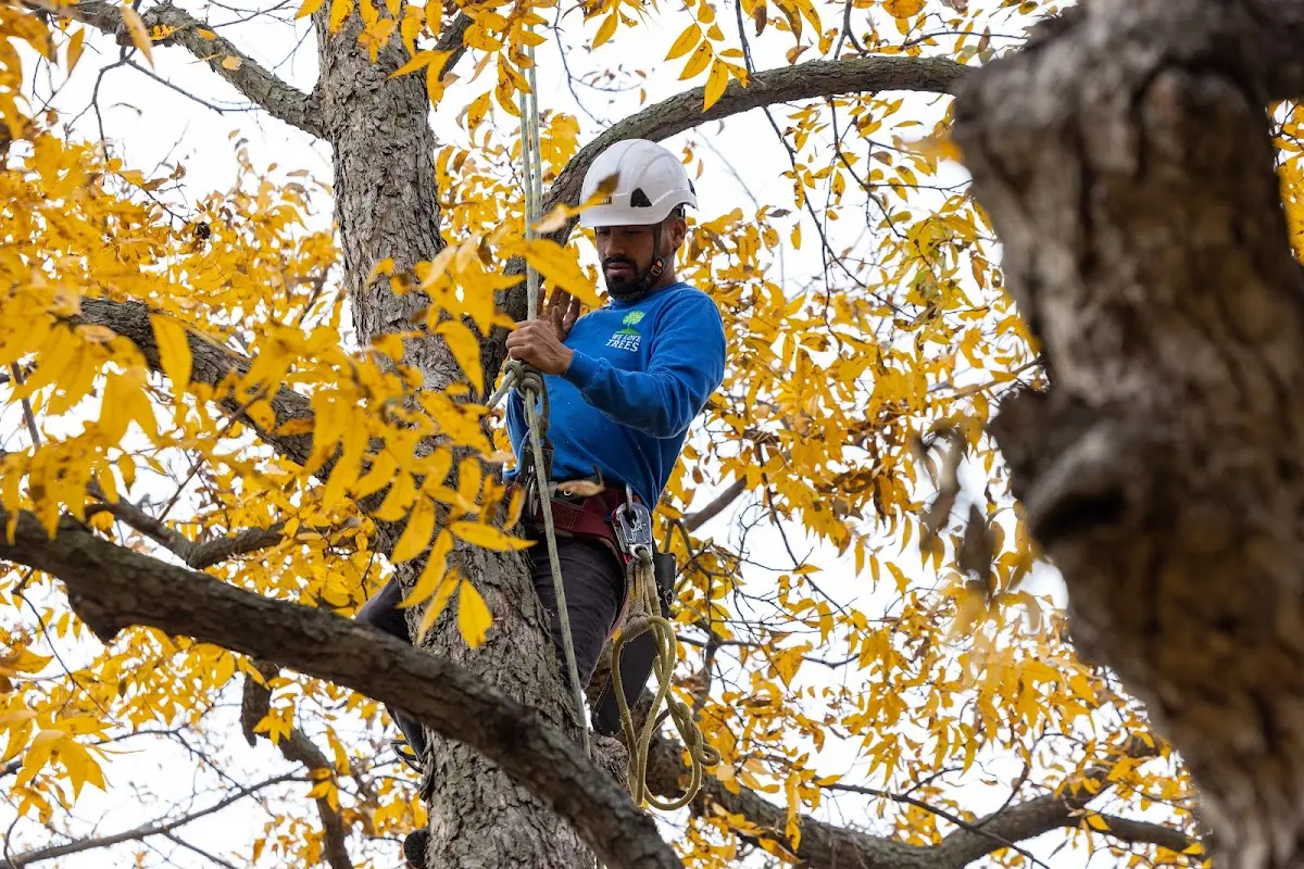 Skilled Tree Pruning crew working in Rock Creek